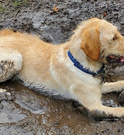 Dog Leg Woods - Lakeland, FL