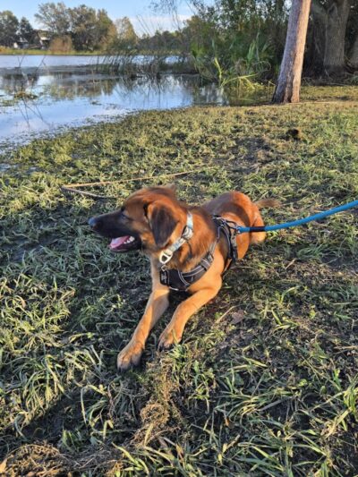 Lake Crago Dog Park - Lakeland, FL