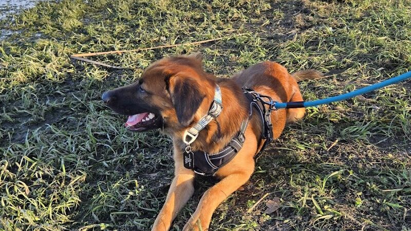 Lake Crago Dog Park - Lakeland, FL