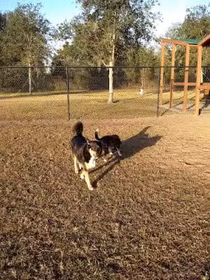 Lake Crago Dog Park - Lakeland, FL
