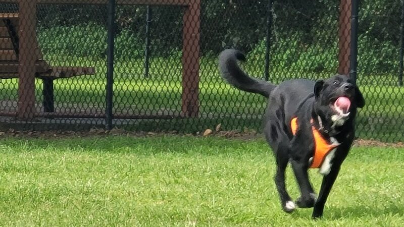 Lake Crago Dog Park - Lakeland, FL