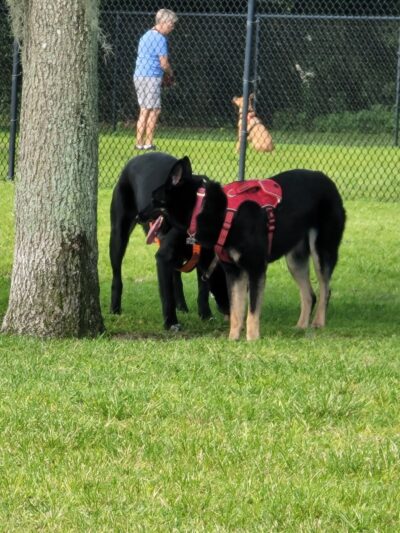 Lake Crago Dog Park - Lakeland, FL