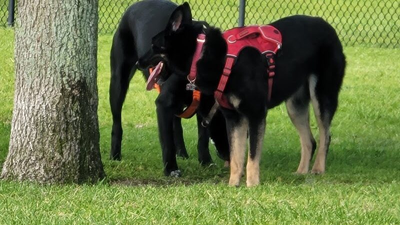 Lake Crago Dog Park - Lakeland, FL