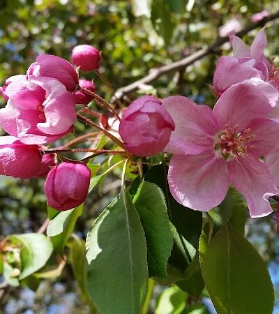 Crocker Park - Lakeland, MN