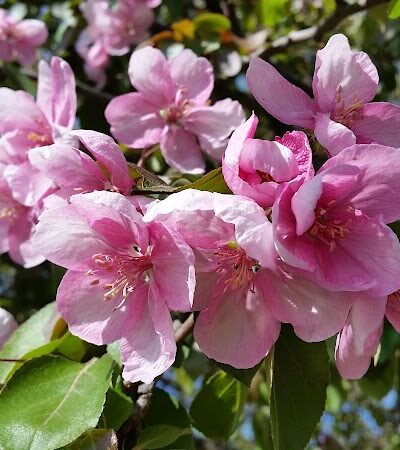 Crocker Park - Lakeland, MN