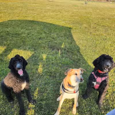Bark Until Dark Dog Park - Lakeside Marblehead,