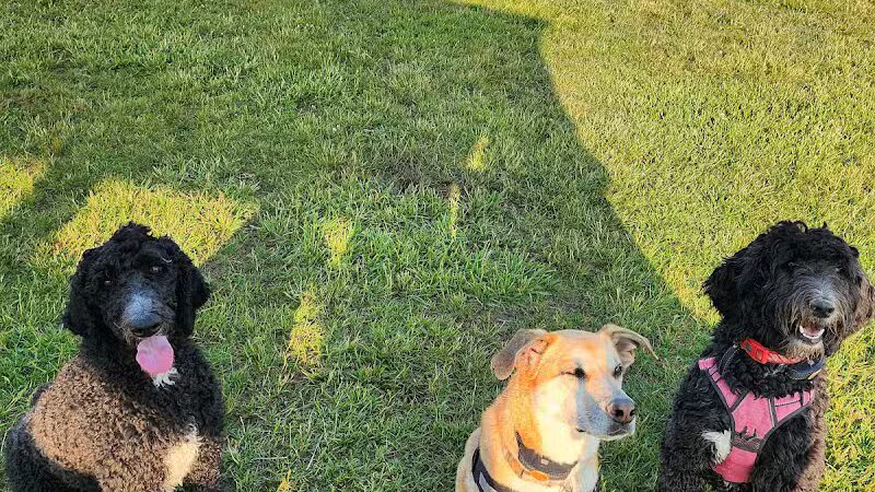 Bark Until Dark Dog Park - Lakeside Marblehead,