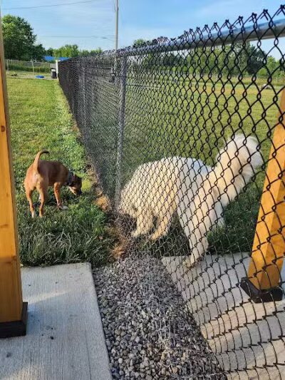 Bark Until Dark Dog Park - Lakeside Marblehead,