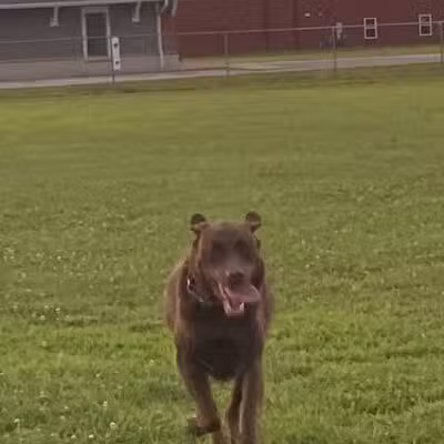 Bark Until Dark Dog Park - Lakeside Marblehead,