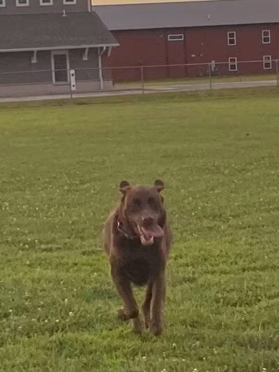 Bark Until Dark Dog Park - Lakeside Marblehead,