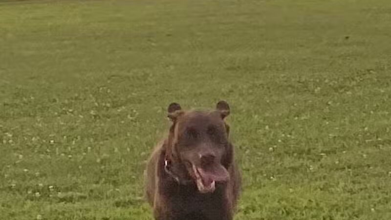 Bark Until Dark Dog Park - Lakeside Marblehead,