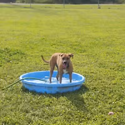 Bark Until Dark Dog Park - Lakeside Marblehead,