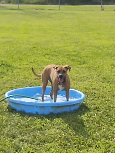 Bark Until Dark Dog Park - Lakeside Marblehead,