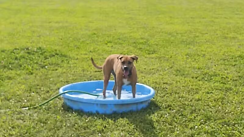 Bark Until Dark Dog Park - Lakeside Marblehead,