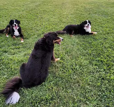 Bark Until Dark Dog Park - Lakeside Marblehead,