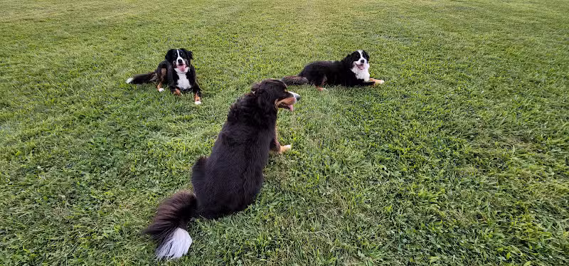 Bark Until Dark Dog Park - Lakeside Marblehead,