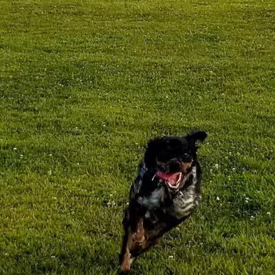 Bark Until Dark Dog Park - Lakeside Marblehead,