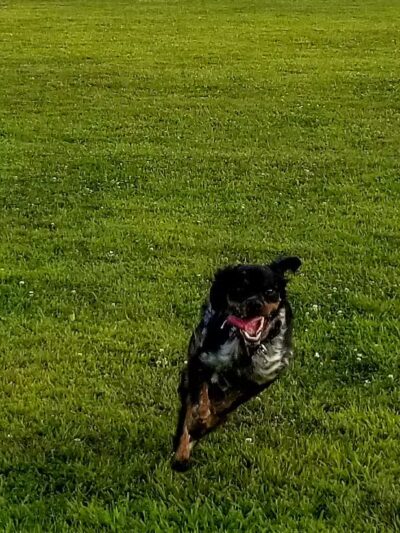 Bark Until Dark Dog Park - Lakeside Marblehead,