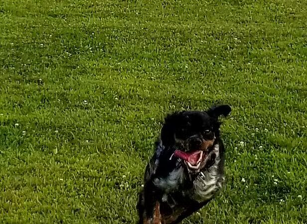 Bark Until Dark Dog Park - Lakeside Marblehead,
