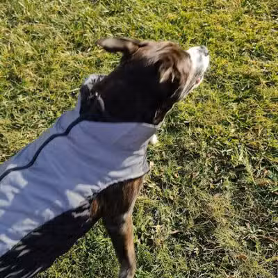 Bark Until Dark Dog Park - Lakeside Marblehead,