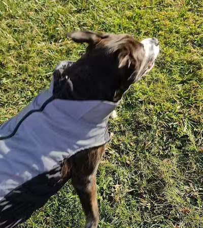 Bark Until Dark Dog Park - Lakeside Marblehead,