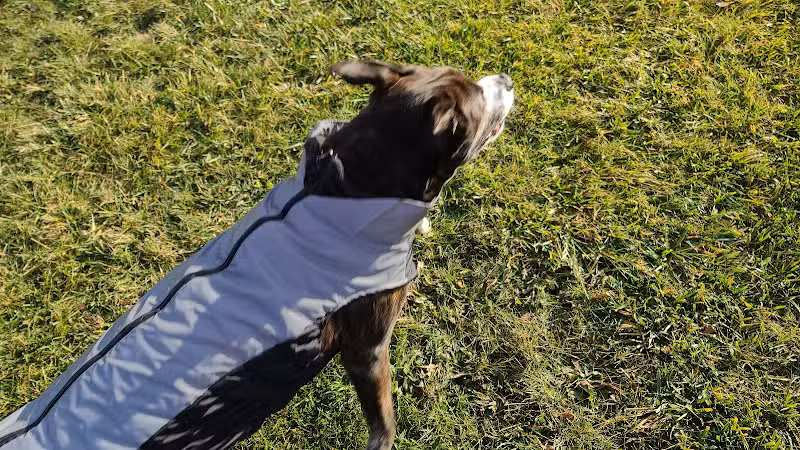Bark Until Dark Dog Park - Lakeside Marblehead,