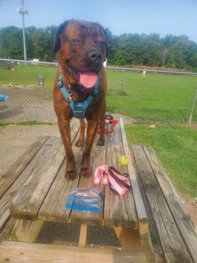 Bark Until Dark Dog Park - Lakeside Marblehead,