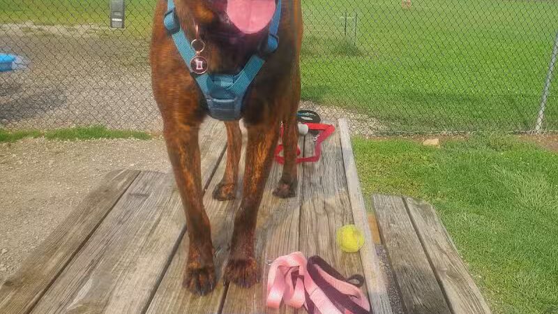 Bark Until Dark Dog Park - Lakeside Marblehead,