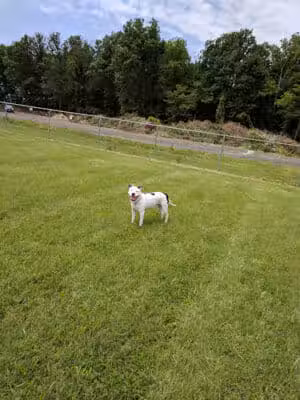 Bark Until Dark Dog Park - Lakeside Marblehead,
