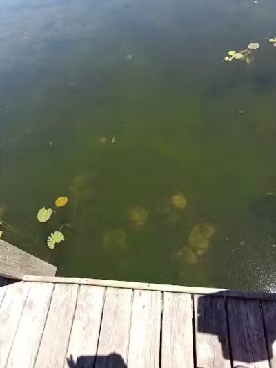 Lakeside Park - Lakeview,