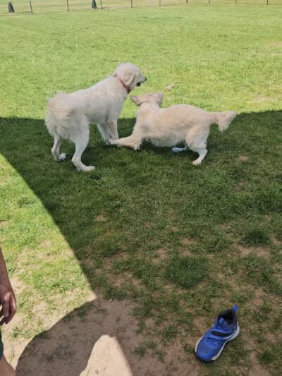 Ruby Wiseman Memorial Park - Lakeview,