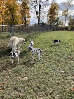 Salisbury Community Dog Park - Lakeville, CT