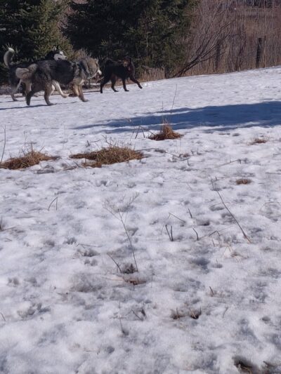 Ritter Farm Dog Park - Lakeville, MN