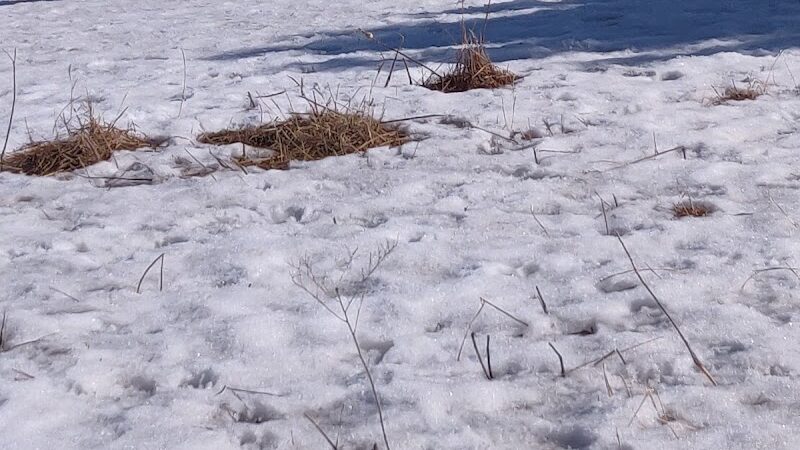 Ritter Farm Dog Park - Lakeville, MN