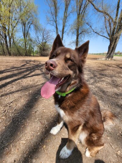 Ritter Farm Dog Park - Lakeville, MN