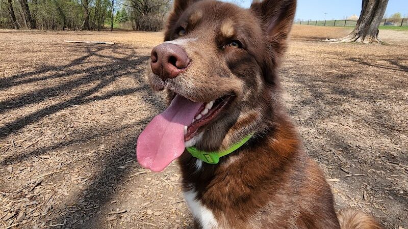 Ritter Farm Dog Park - Lakeville, MN