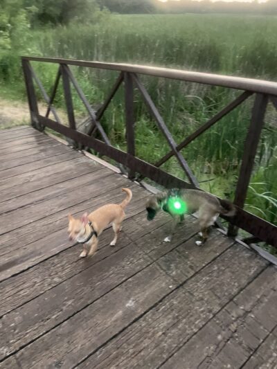 Ritter Farm Dog Park - Lakeville, MN