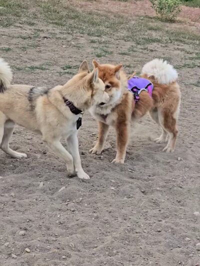 Forsberg Iron Spring Park - Lakewood, CO