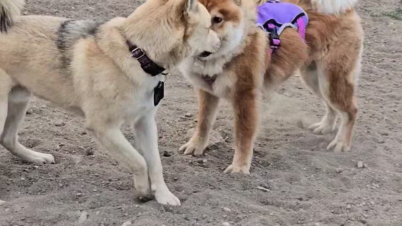 Forsberg Iron Spring Park - Lakewood, CO