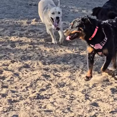 Forsberg Off-Leash Dog Park - Lakewood, CO