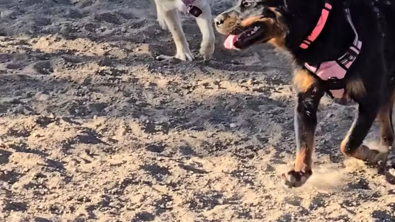 Forsberg Off-Leash Dog Park - Lakewood, CO