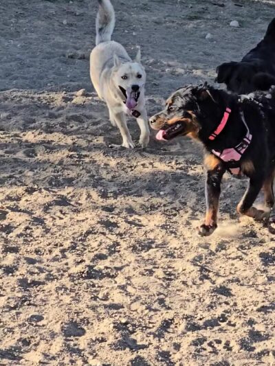 Forsberg Off-Leash Dog Park - Lakewood, CO