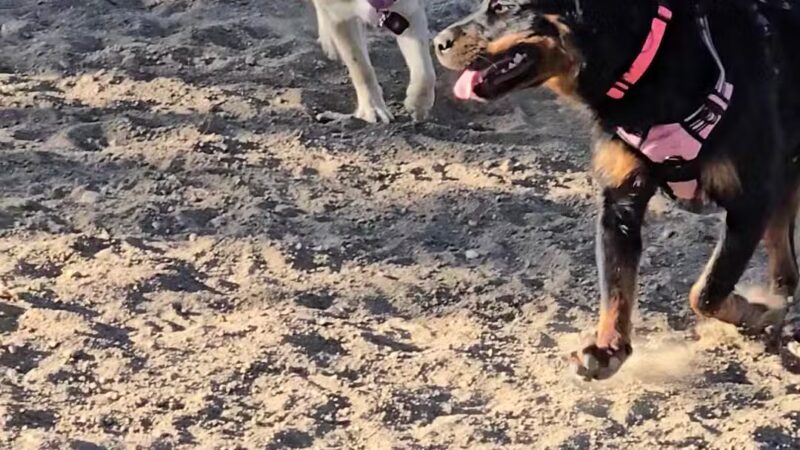 Forsberg Off-Leash Dog Park - Lakewood, CO