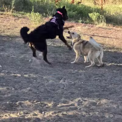 Forsberg Off-Leash Dog Park - Lakewood, CO