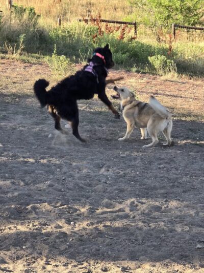 Forsberg Off-Leash Dog Park - Lakewood, CO