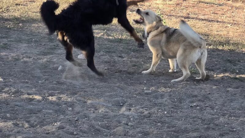Forsberg Off-Leash Dog Park - Lakewood, CO