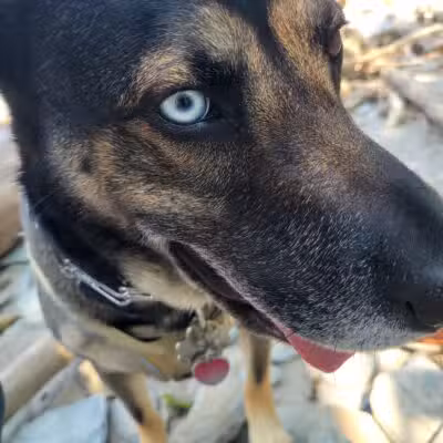 Lakewood Dog Park - Lakewood, OH