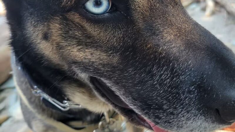 Lakewood Dog Park - Lakewood, OH