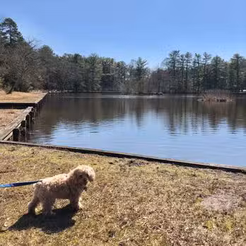 Ocean County Park Off-Leash Dog Run - Lakewood, NJ