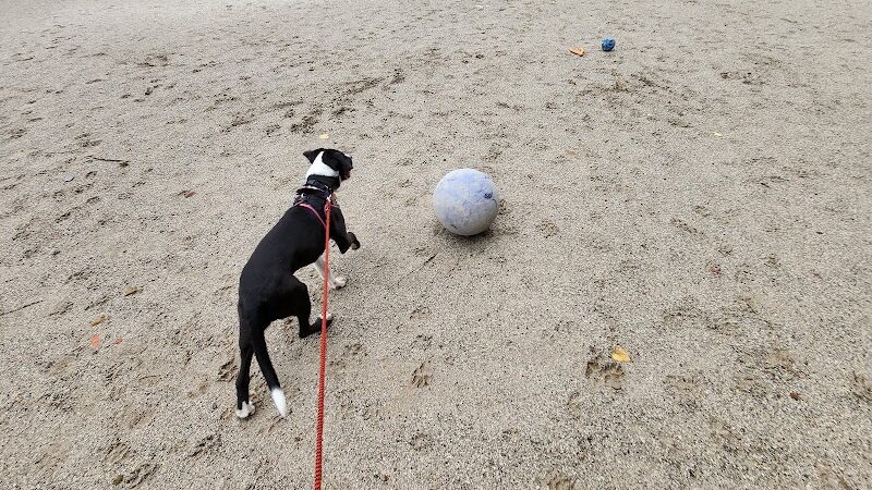 Lakewood Dog Park - Lakewood, OH
